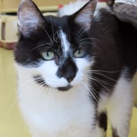 GERARD PAB28960, chat à adopter