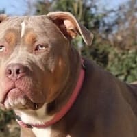 BULMA - ADOPTION DUO avec BLYSSE, chienne à adopter