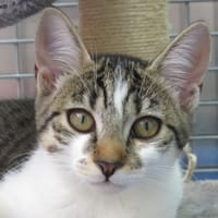 ALBUS, chatte à adopter