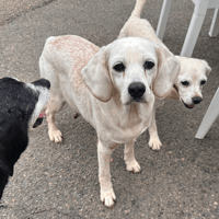 blondie, chienne à adopter