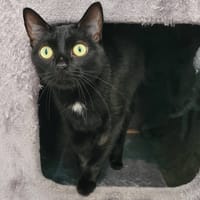 TCHALA, chatte à adopter