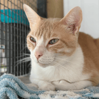 Willow, chat à adopter