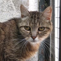 VAIANA, chatte à adopter