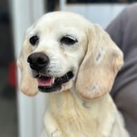 Lala, chienne à adopter