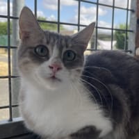 MERYL, chatte à adopter