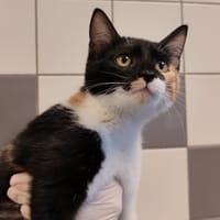 MARQUISE, chatte à adopter