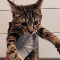 NESTOR, chat à adopter