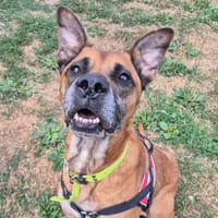 OBELIX QCN, chien à adopter