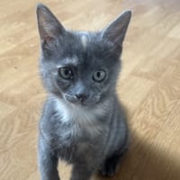 Awaï, chatte à adopter