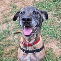 OSEILLE QCN, chienne à adopter