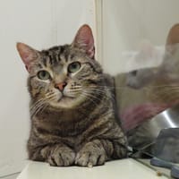 ACE PAB28888, chat à adopter