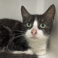 KITTY, chatte à adopter