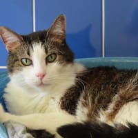 Momo, chat à adopter