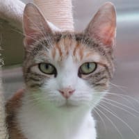 LILA, chatte à adopter