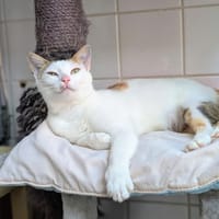 SECRET, chatte à adopter