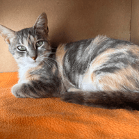 Mélodie, chatte à adopter
