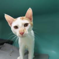 BLANCO PAB28834, chat à adopter