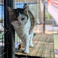 Nina, chatte à adopter