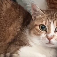 Merula, chatte à adopter