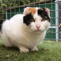 FLEUR, chatte à adopter