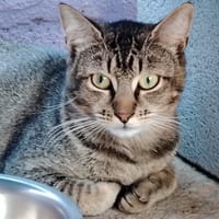 BALOU, chat à adopter