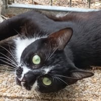 GAETAN, chat à adopter