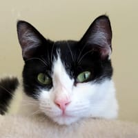 JUNE PAB28815, chatte à adopter