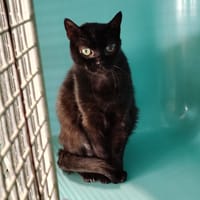 HANNO, chat à adopter