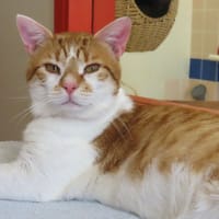 JAY PAB28766, chat à adopter