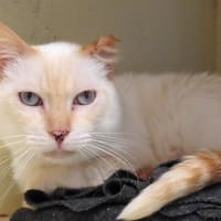 ADONIS  PAB28606, chat à adopter