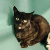 OBAMA, chat à adopter