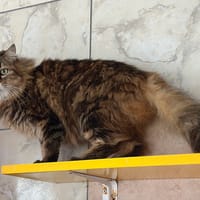tigrou, chatte à adopter