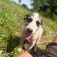 NELLY, chienne à adopter