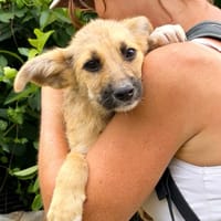 RUBY, chienne à adopter