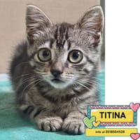 TITINA, gatto femmina da adottare