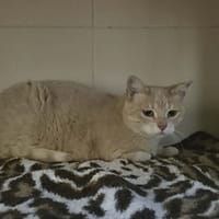 Happi, chat à adopter