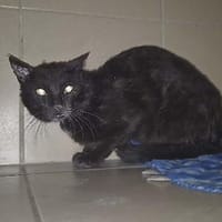 Figaro, chat à adopter