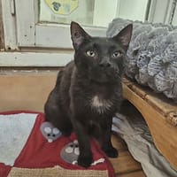 Sabi, chat à adopter