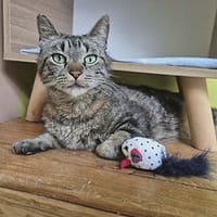 Jonas, chat à adopter
