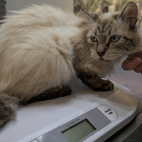 Siam, chat à adopter