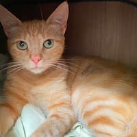 Magie, chatte à adopter