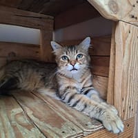 Tycoon, chat à adopter