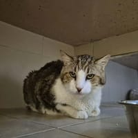 Gribouille, chat à adopter