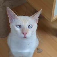 Optimmus, chat à adopter
