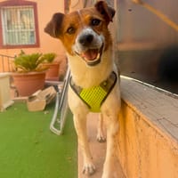 ONY II (Martina), chien à adopter