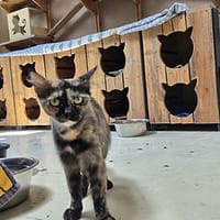 Dulce, chatte à adopter