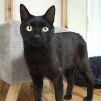 Sushi, chatte à adopter