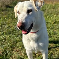 SAM (Animalea), chien à adopter