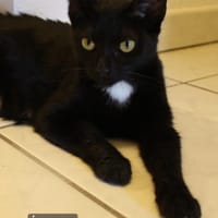 Eclipse, chatte à adopter