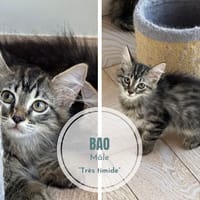 Bao, chat à adopter